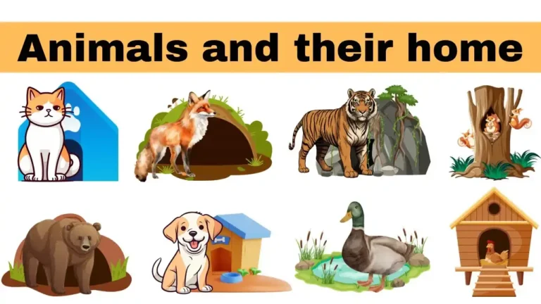 Animals And Their Homes