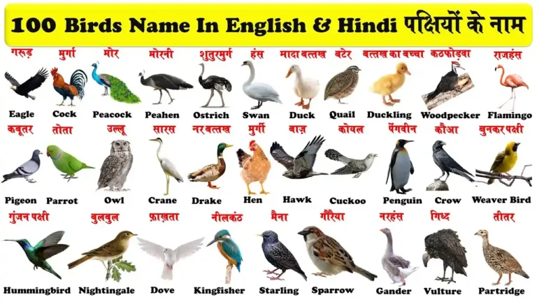 Birds Name