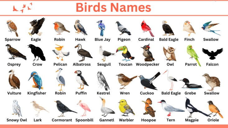 Birds Name