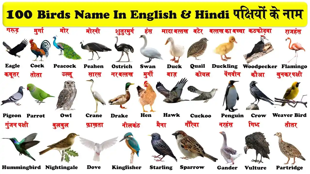 Birds Name
