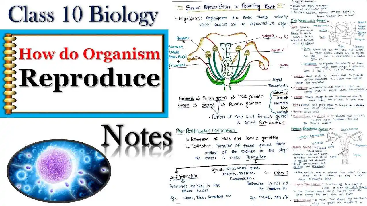 How Do Organisms Reproduce Class 10 Solutions