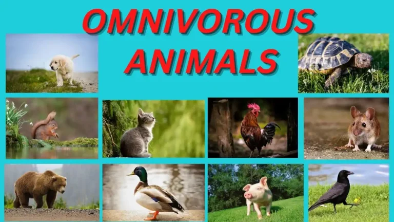 Omnivorous Animals