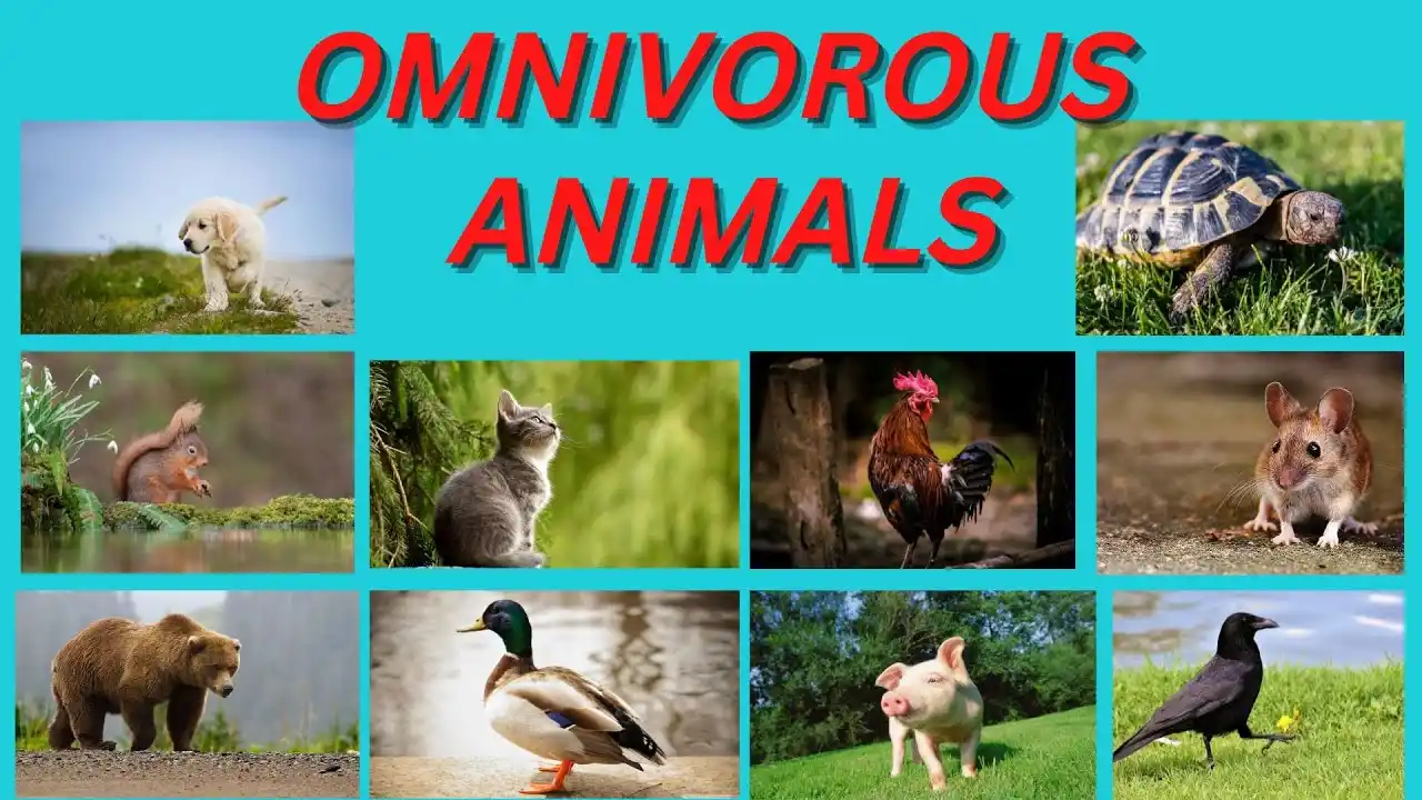 Omnivorous Animals