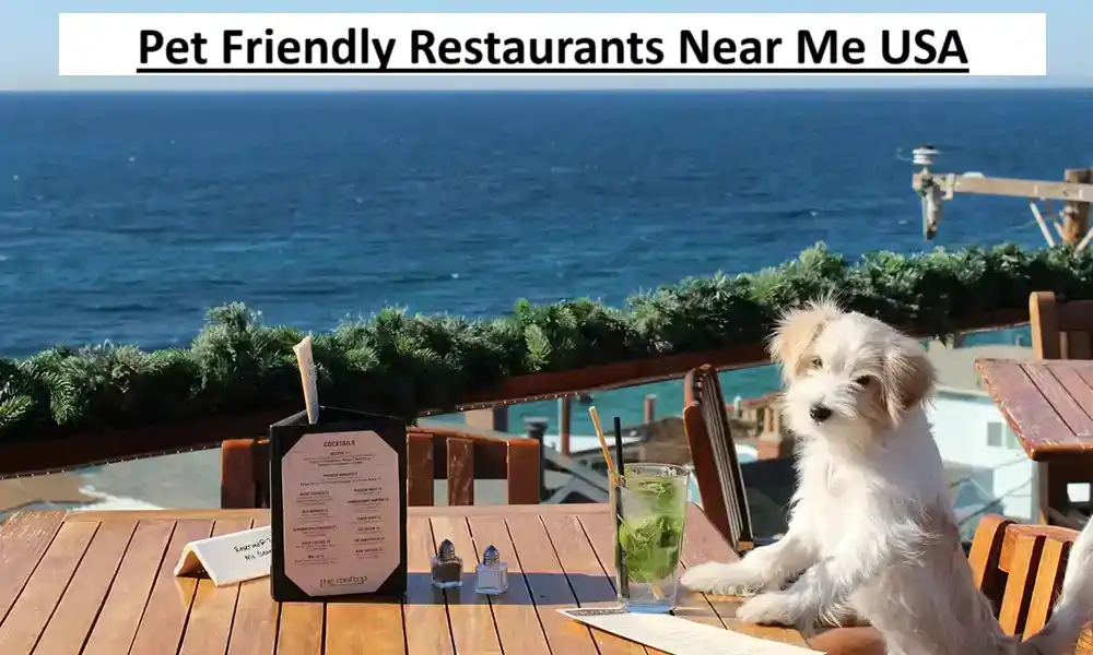 Pet Friendly Restaurants Near Me USA